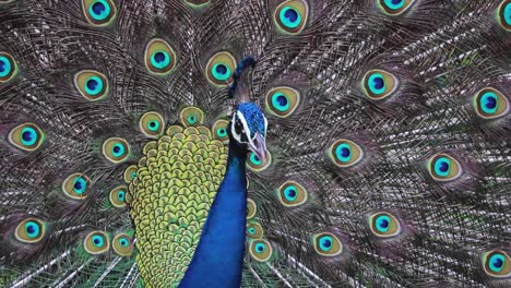 Pavo-Real-Indio-Cantando-Y-Bailando,-El-Indio,-Muestra-A-Las-Hembras-Su-Cola-Abierta-Y-Esponjosa