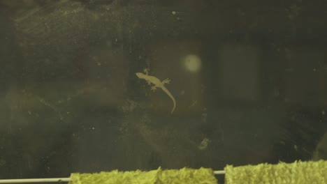 pequeños paseos gecko y cazan en la ventana sucia