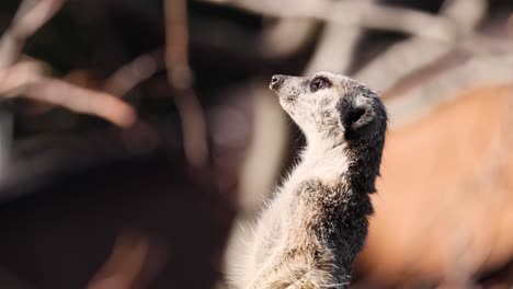 una suricata escanea atentamente su entorno