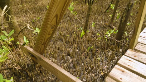 POV-shot-walking-along-boardwalk-pathway-in-Boqueron-mangrove-forest,-Puerto-Rico