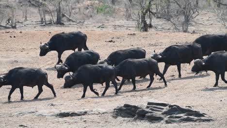 Un-Grupo-De-Toros-De-Búfalo-Del-Cabo-Caminando-Por-El-Marco,-Parque-Nacional-Kruger