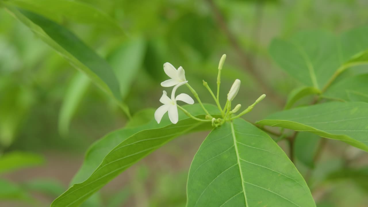 Close-up of small white flowers on a green leafy plant