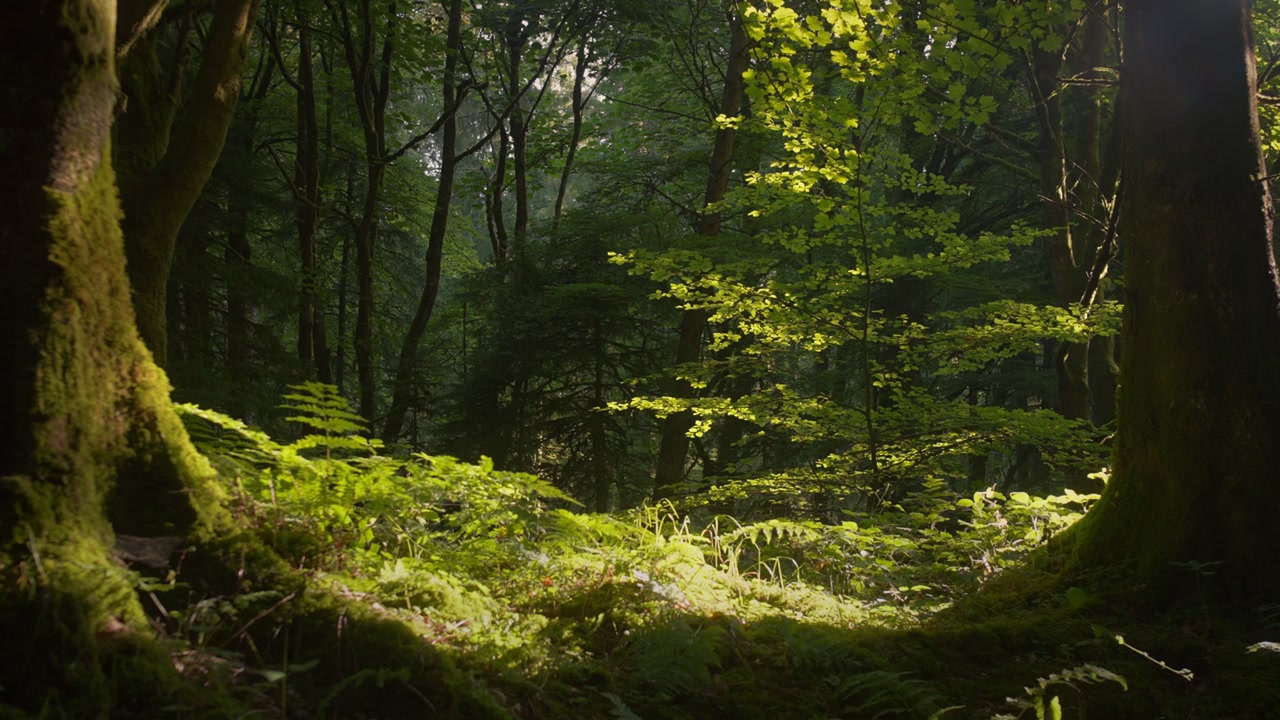 Felci luminose e giovane acero illuminati sotto la fitta chioma della foresta 4K. Il sole illumina felci fresche e un giovane acero tra i fitti tronchi degli alberi in un bosco denso.