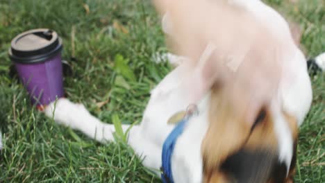 woman playing with dog on grass