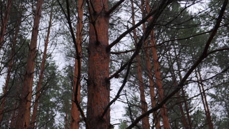 pine forest trunks and branches