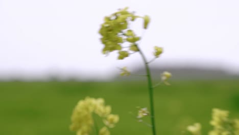 Gelbe-Blütenpflanzen-Auf-Dem-Feld-An-Einem-Windigen-Tag