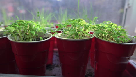 hand water spraying homegrown herb seedlings in red cups