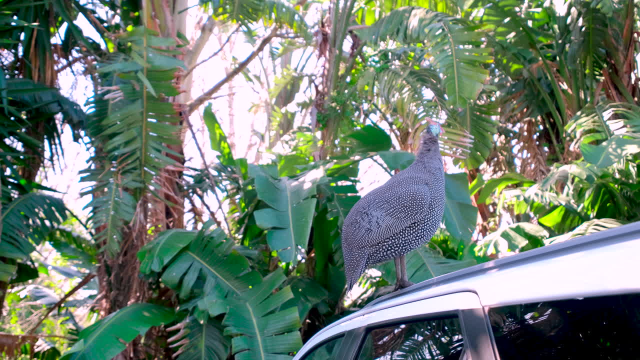 Helmeted Guineafowl perched atop car makes harsh crying alarm call