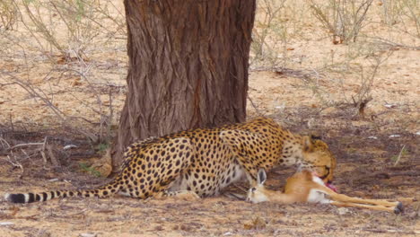 View-Of-A-Hungry-Cheetah-Crouches-Down-To-Feed-On-Dead-Springbok-Calf-In-Kalahari-Desert,-South-Africa---Close-Up-Shot