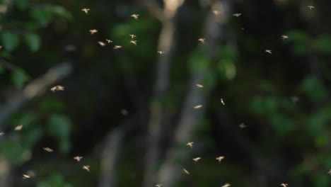 enjambre retroiluminado de mosquitos, verano en laponia finlandia 4k