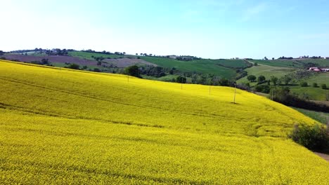 Aéreo-Paisaje-Natural-Escénico-Colina-Paisaje-Italiano-Con-Campo-De-Colza-Amarilla,-Drones-Vuelan-Sobre-Un-Entorno-No-Contaminado