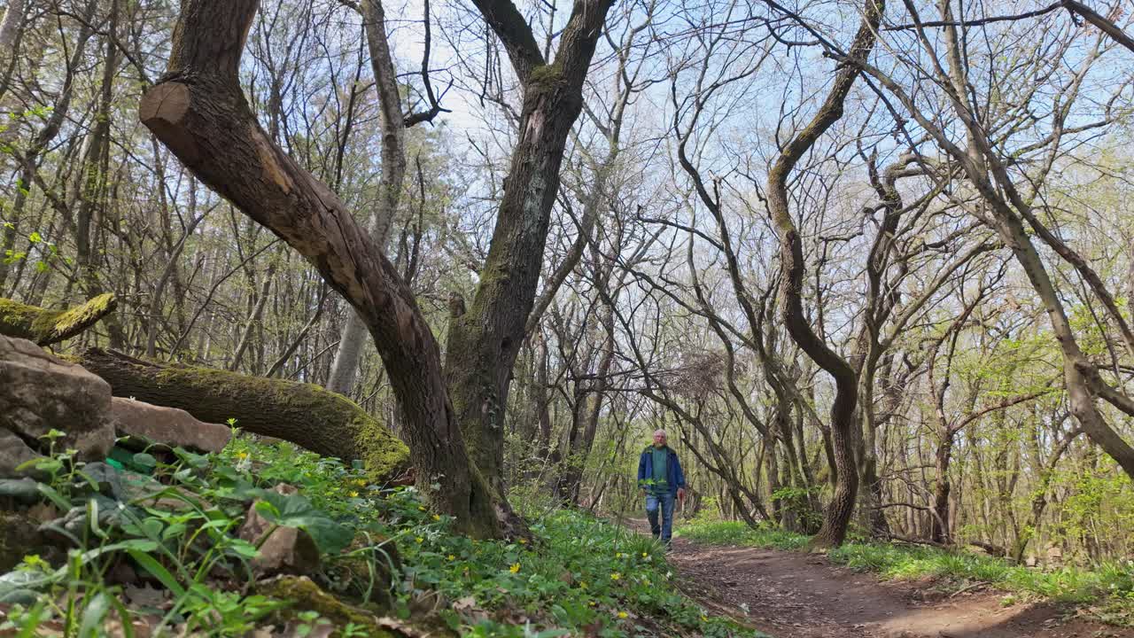 Senior man stops to enjoy springtime birdsong along woodland nature trail
