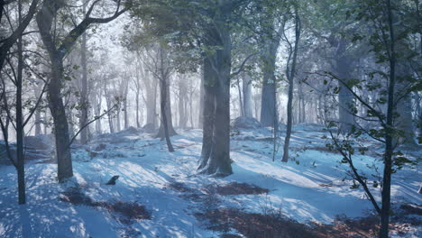 frosty winter landscape in snowy forest