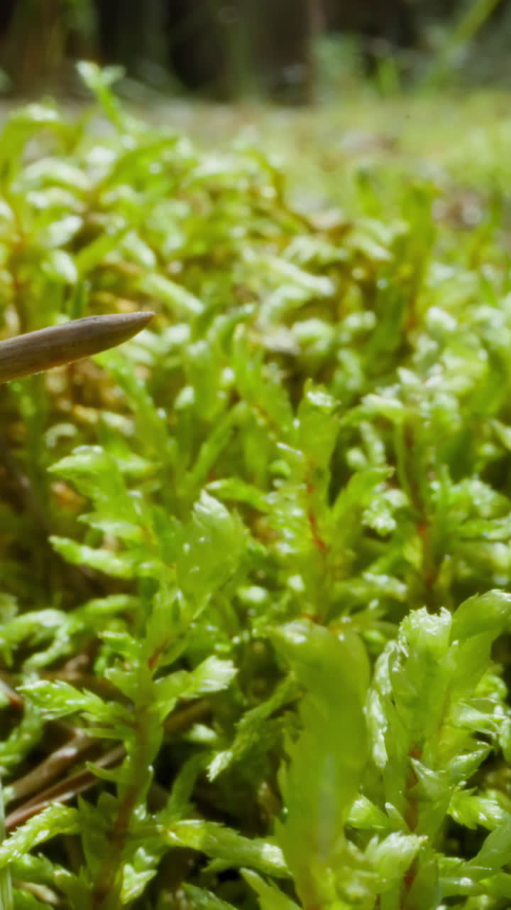 Picturesque meadow with growing grass in wood slow motion. Probe lens shot of lush plant stems on sunny glade. Scenic nature and environment macro