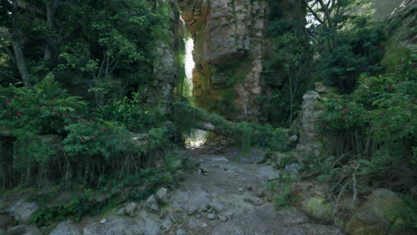 a path through a lush green jungle