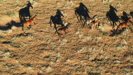 Vista-Aérea-Icónica-De-Caballos-Salvajes-Corriendo-En-Arizona