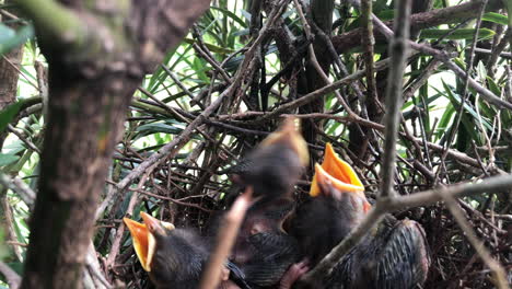 Young-bird-chicks-with-closed-eyes-rest-in-nest-inside-tree