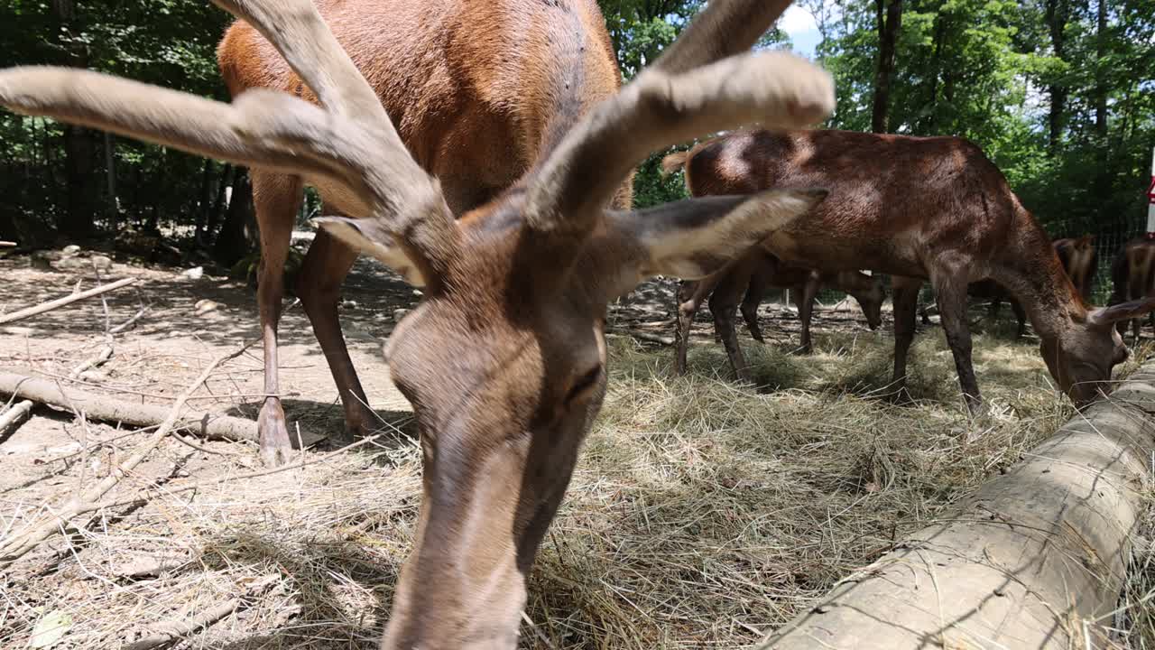 disparo de cerca de un ciervo macho con cuernos comiendo heno de tierra en el bosque del jardín zoológico
