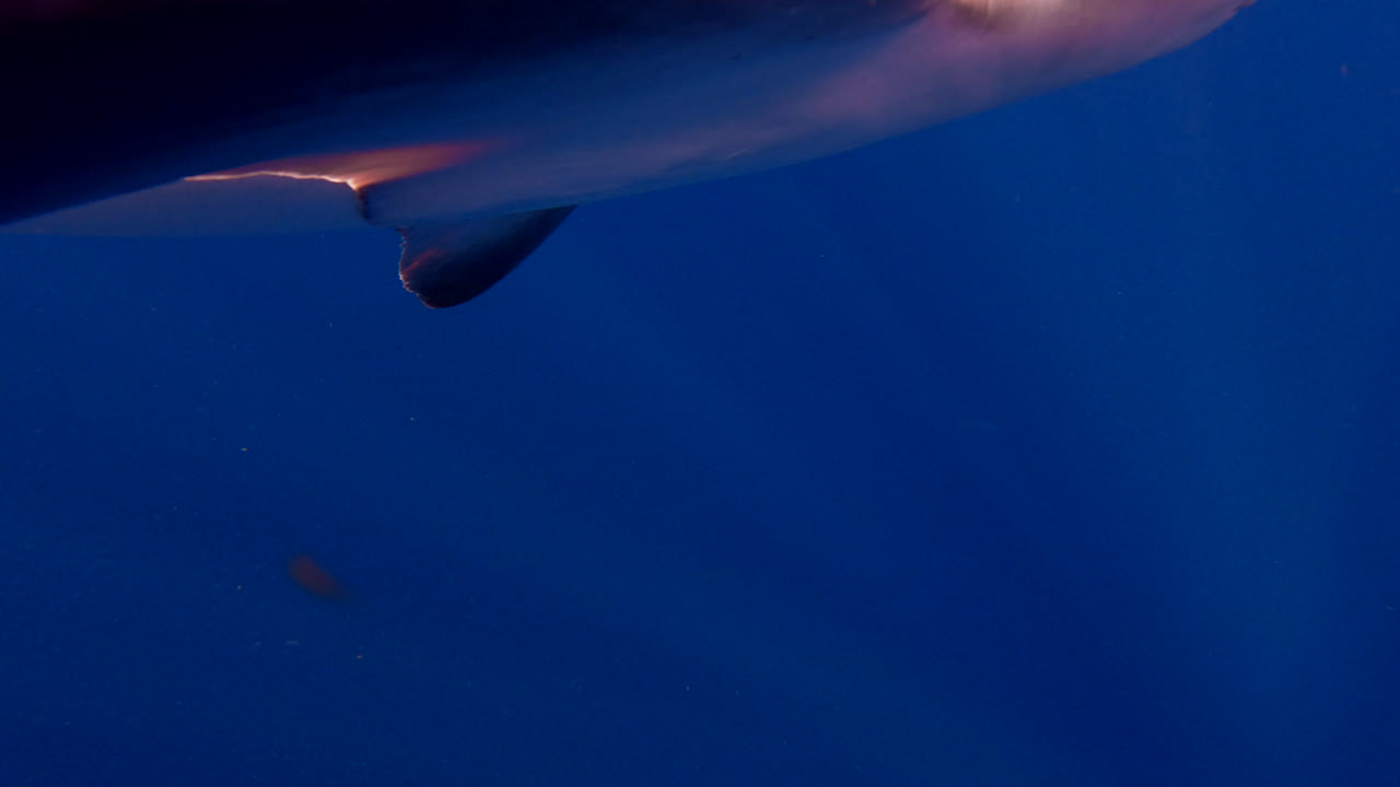 el tiburón de arena nada hacia la cámara y la empuja.