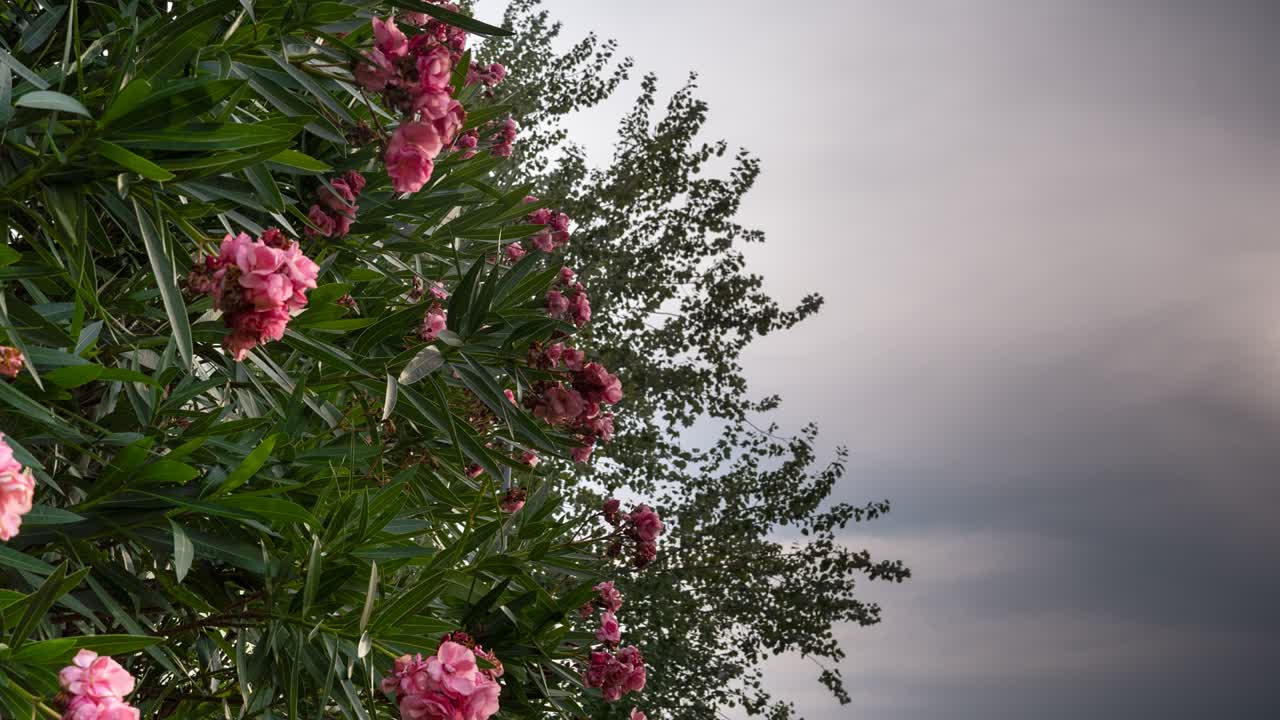ángulo bajo, tiro medio de lapso de tiempo de un árbol de nerium con nubes tormentosas en el fondo