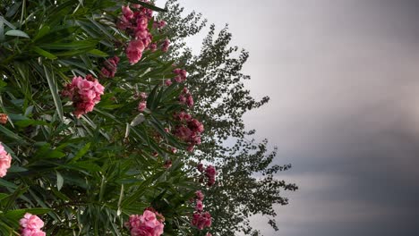 Low-angle,-time-lapse-medium-shot-of-a-Nerium-tree-with-stormy-clouds-in-the-background