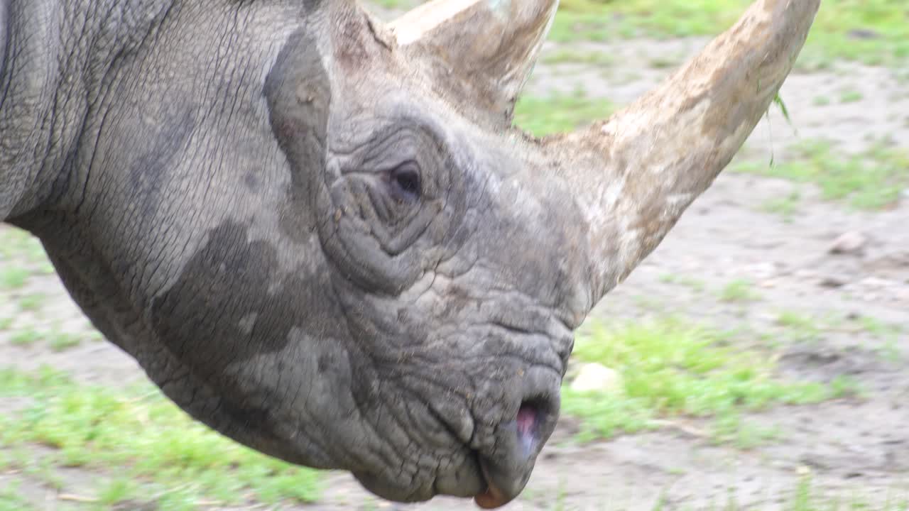 그의 몸에 젖은 진흙과 엄니가 보이는 코뿔소의 근접 촬영