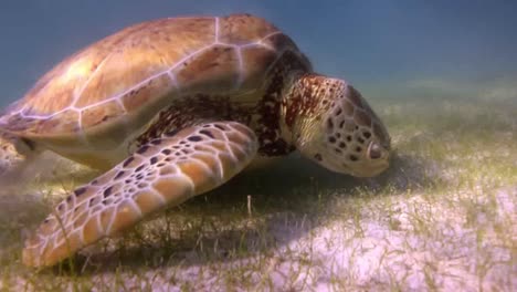 tortuga 70