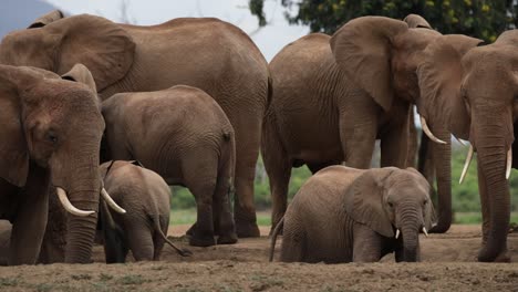 elephant calf sipping water among a herd of elephants