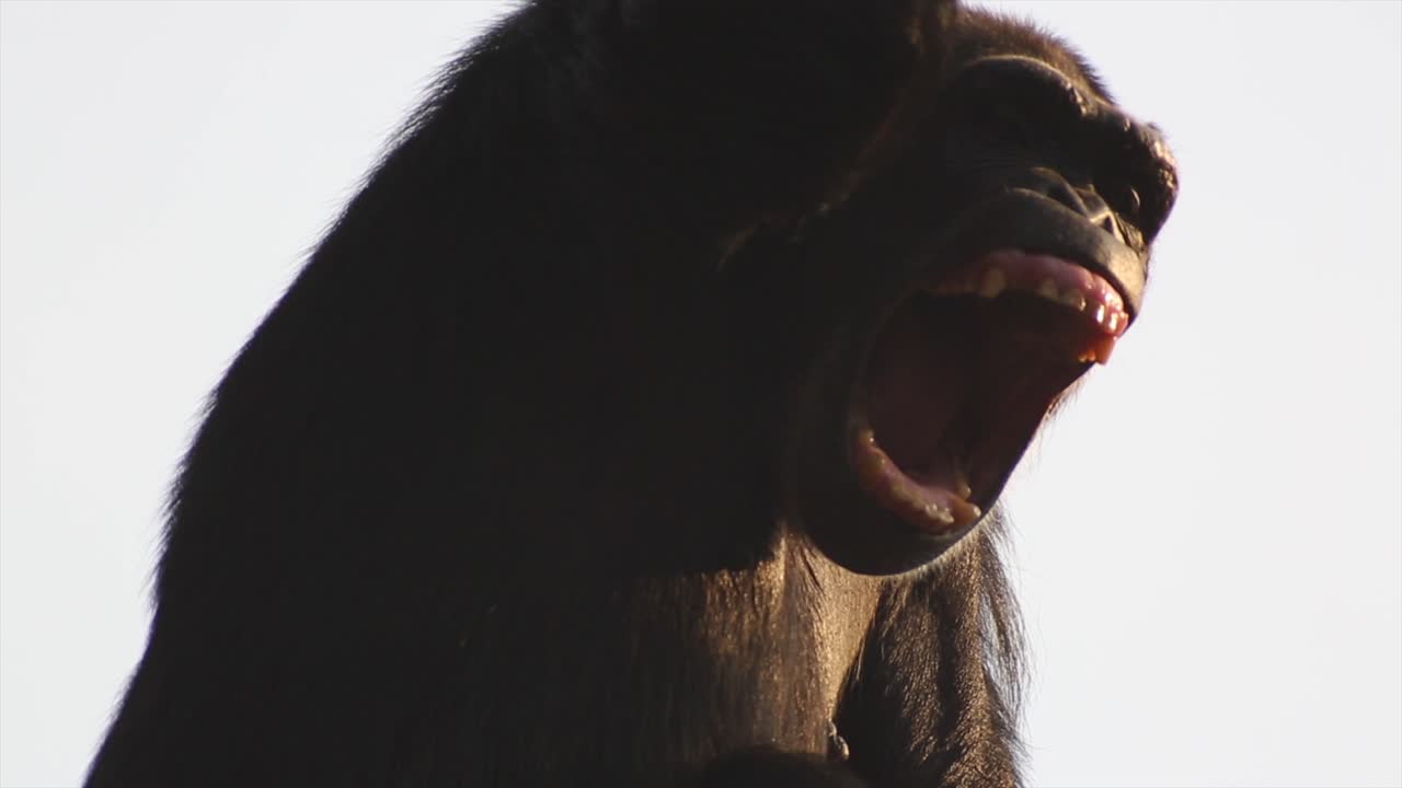 A Chimpanzee monkey screaming or yawning