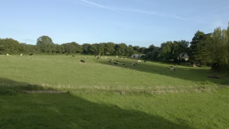 low angle aerial drone flying towards herd of cows cattle grazing in meadow at early sunrise