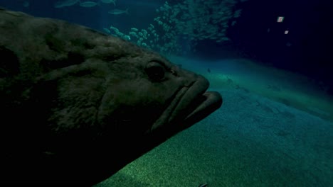 fish and stingray swimming in a large tank