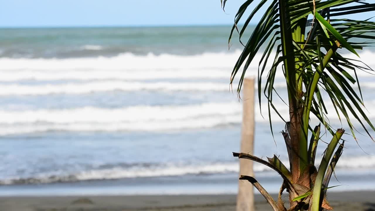 joven palmera de coco de pie en una playa caribeña filmada de cerca con grandes olas en el fondo del bokeh