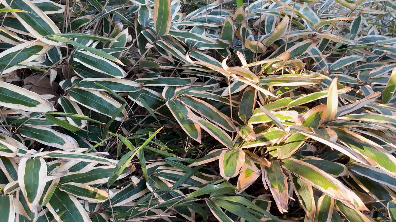 Primo piano di fogliame di bambù a strisce che ondeggia dolcemente alla luce naturale del sole in un parco