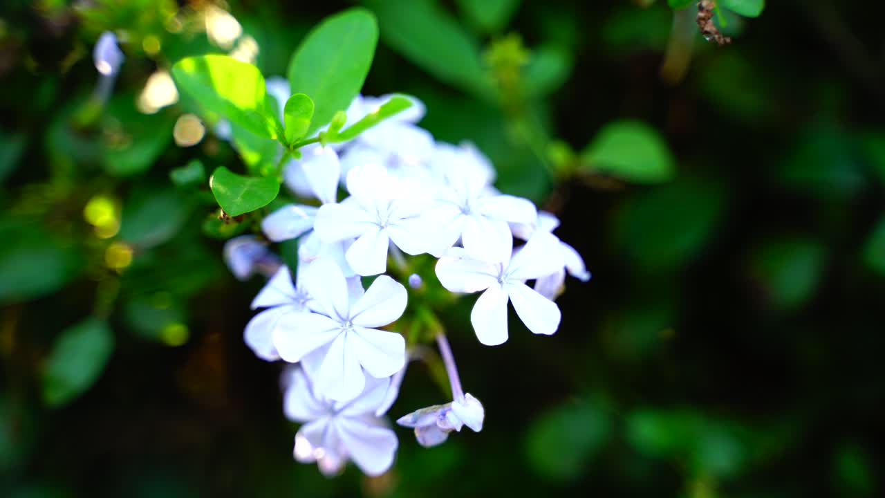 태양-32에 빛나는 정원의 꽃