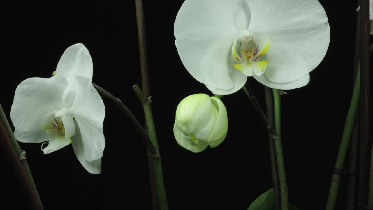 hermosa flor de orquídea blanca que se abre y florece el lapso de tiempo con pétalos que se abren en el brackground negro