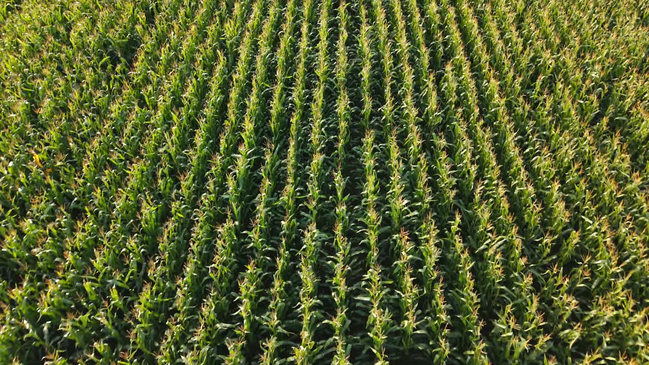 High altitude drone over symmetrical rows of corn crops in lush green farmland, backdrop
