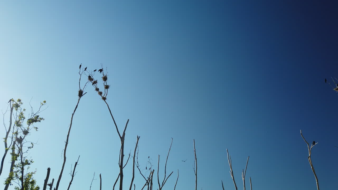 검은 가마우지와 푸른 하늘을 배경으로 한 둥지 지역의 넓은 사진