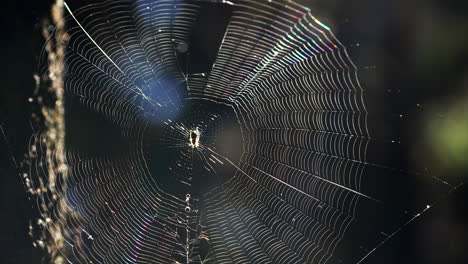 small spider trying to hold on in his web on a windy day