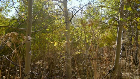 An-Einem-Herbstmorgen-Spaziert-Man-Durch-Einen-Wunderschönen-Espenhain,-Während-Goldene-Blätter-Sanft-Zu-Boden-Fallen