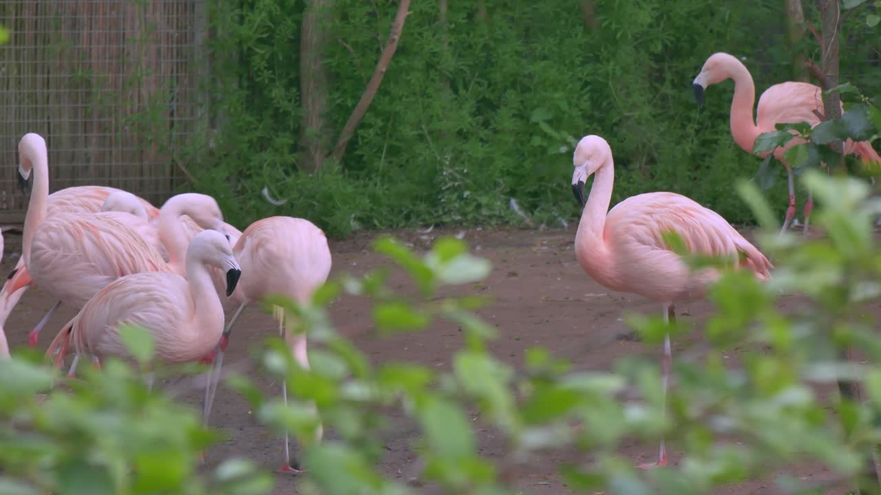칠레 플라밍고 는 동물원 에서 무리 로 서서 땅 을  ⁇ 고  ⁇ 는다
