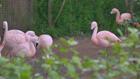 chilean flamingoes walk and peck at ground standing in flock at zoo