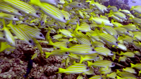 panning past a large school of common bluestripe snappers swimming around a rocky seabed