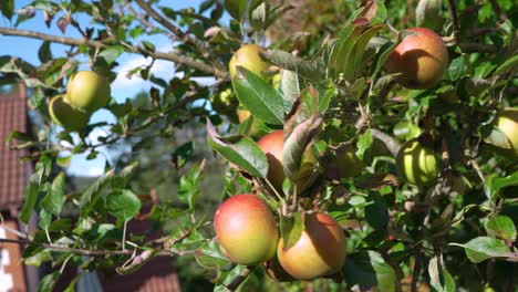 Manzanas-En-Un-árbol-Bajo-El-Sol,-Cámara-Lenta