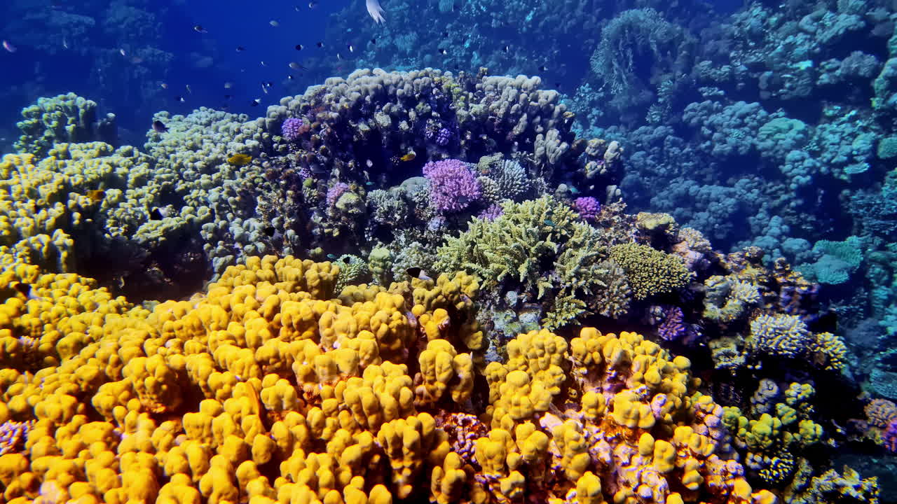 Expansive Coral Reefs with Rich Biodiversity and Vibrant Marine Structures