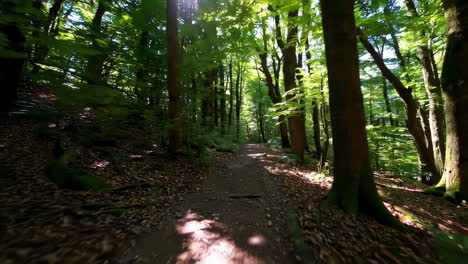 forest path on a sunny day