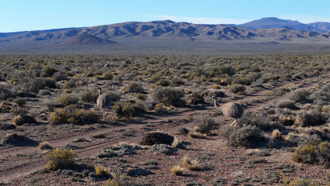 Two greater rheas or Greater ñandus ostrich, south american ratites crossing a dirt road in the Patagonian steppe, surrounded by shrubs and mountains in the background, during a sunny day, follow shot