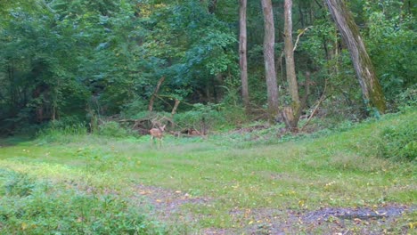 Playful-whitetail-deer-frocking-in-a-clearing-in-the-woods-in-early-autumn