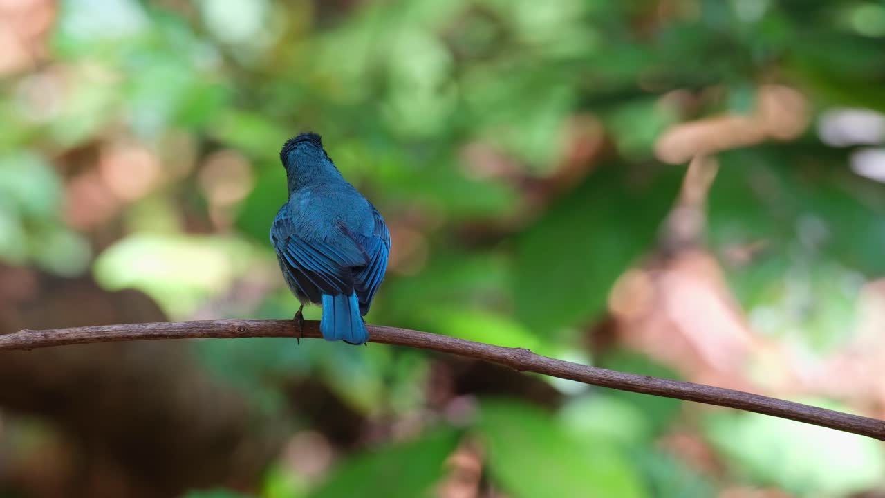 털과 날개를 흔들고 목욕 후 돌아서기 위해 점프하는 베르디터 플라이캐처 유미야스 탈라시누스 (thailand)