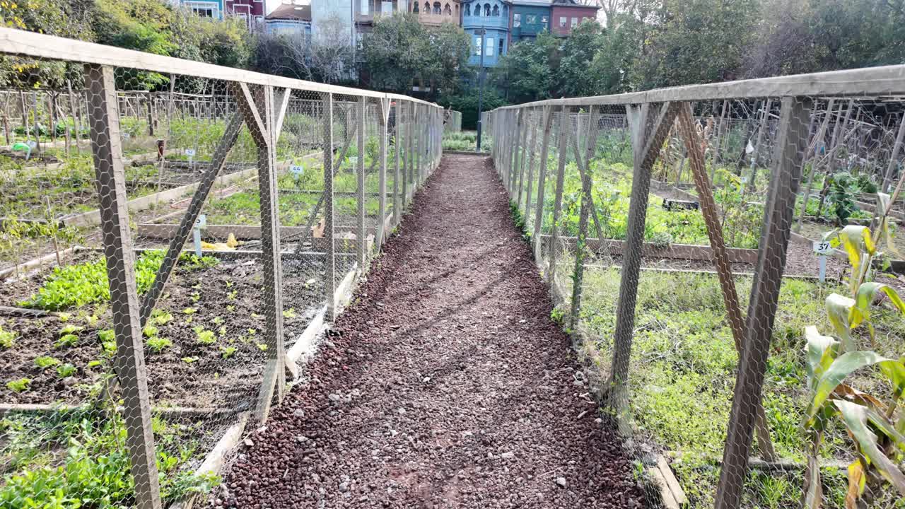 Community Garden Pathway with Fenced Plots