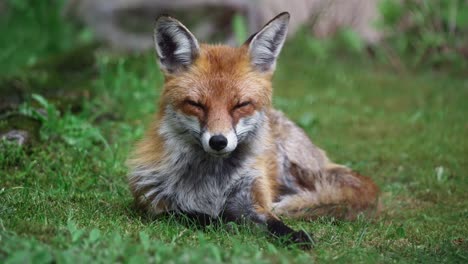 red fox relaxing in grass looking around